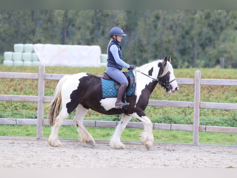 Tinker Stute 4 Jahre 144 cm Schecke in Pepingen