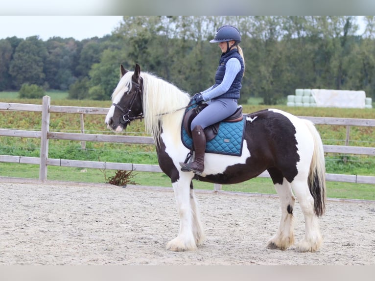 Tinker Stute 4 Jahre 144 cm Schecke in Pepingen