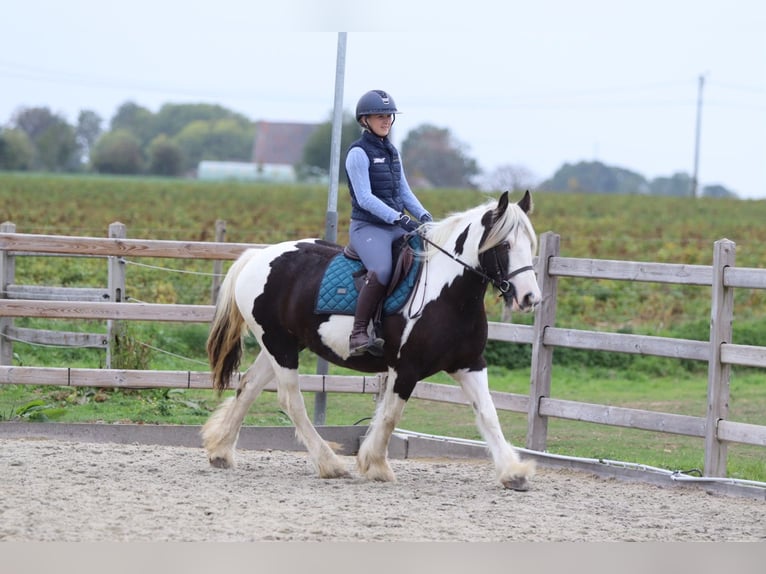 Tinker Stute 4 Jahre 144 cm Schecke in Pepingen