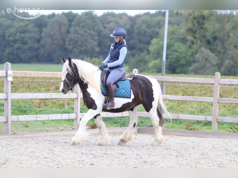 Tinker Stute 4 Jahre 144 cm Schecke in Pepingen
