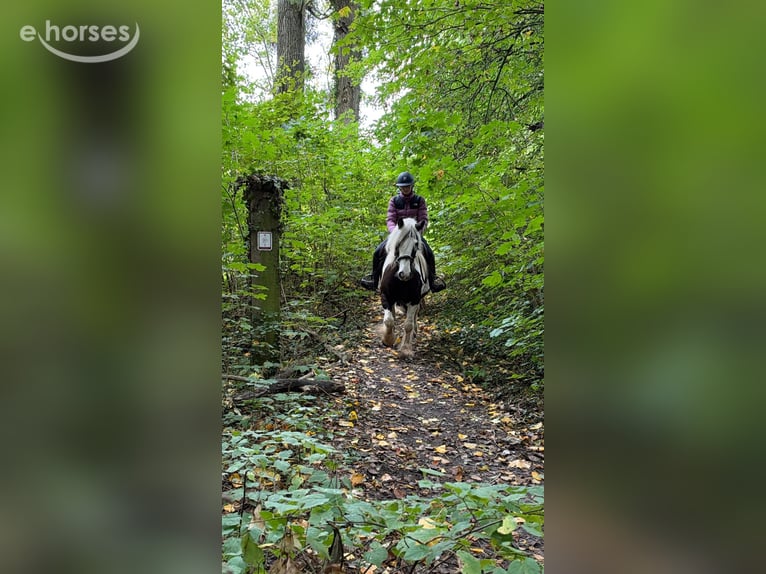 Tinker Stute 4 Jahre 144 cm Schecke in Pepingen
