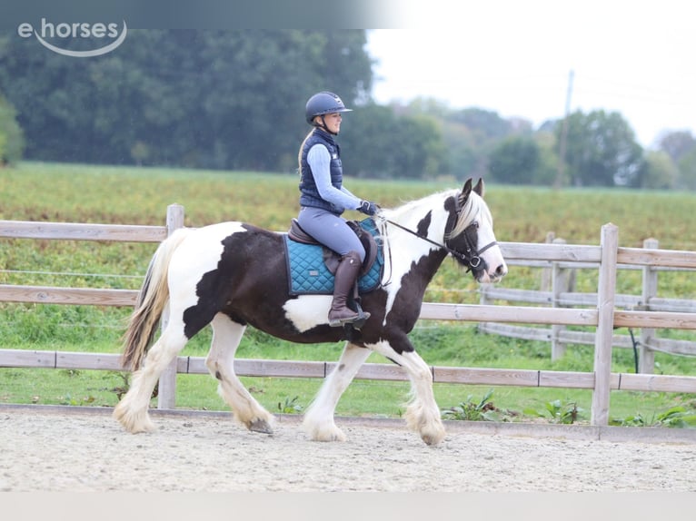 Tinker Stute 4 Jahre 144 cm Schecke in Pepingen