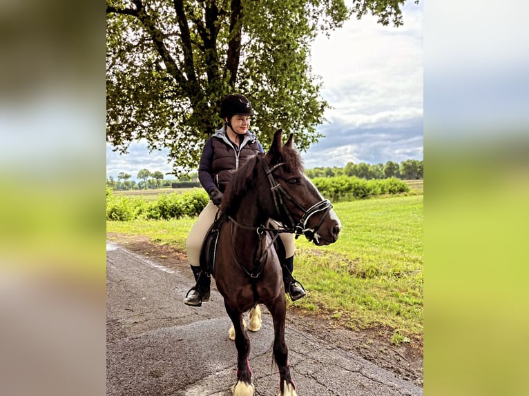 Tinker Stute 4 Jahre 145 cm Rappe in Saterland