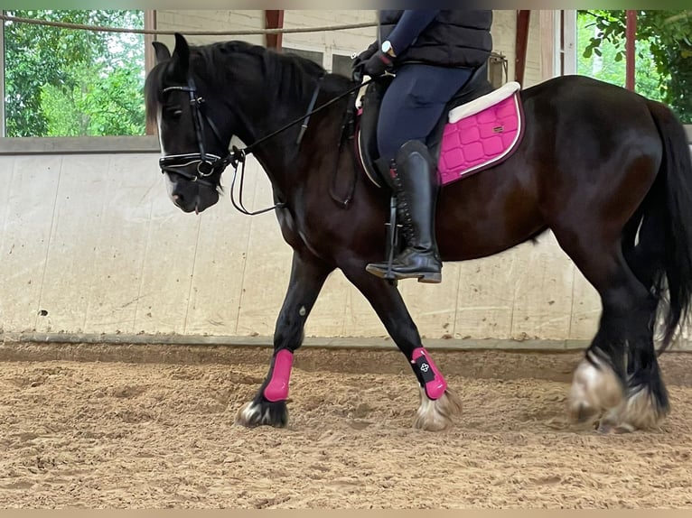 Tinker Stute 4 Jahre 145 cm Rappe in Saterland
