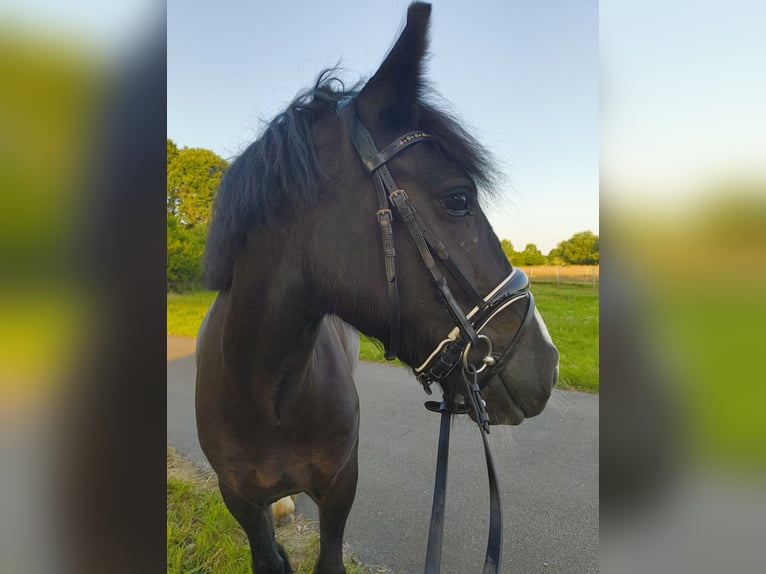 Tinker Stute 4 Jahre 145 cm Rappe in Saterland
