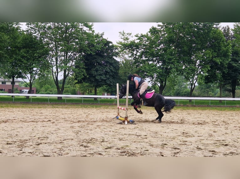 Tinker Stute 4 Jahre 145 cm Rappe in Saterland