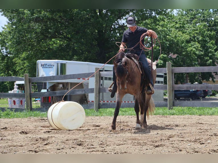 Tinker Stute 4 Jahre 145 cm Rotbrauner in Howell, MI