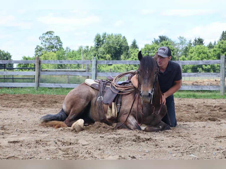Tinker Stute 4 Jahre 145 cm Rotbrauner in Howell, MI