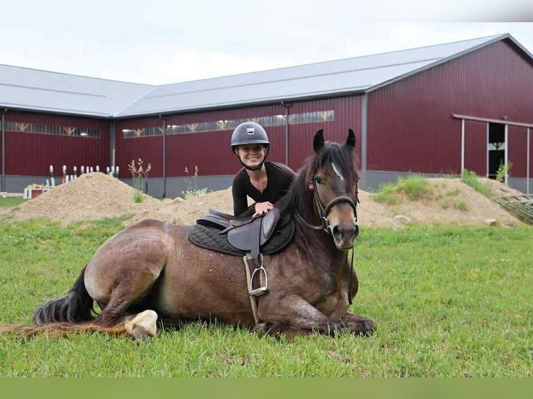 Tinker Stute 4 Jahre 145 cm Rotbrauner in Howell, MI