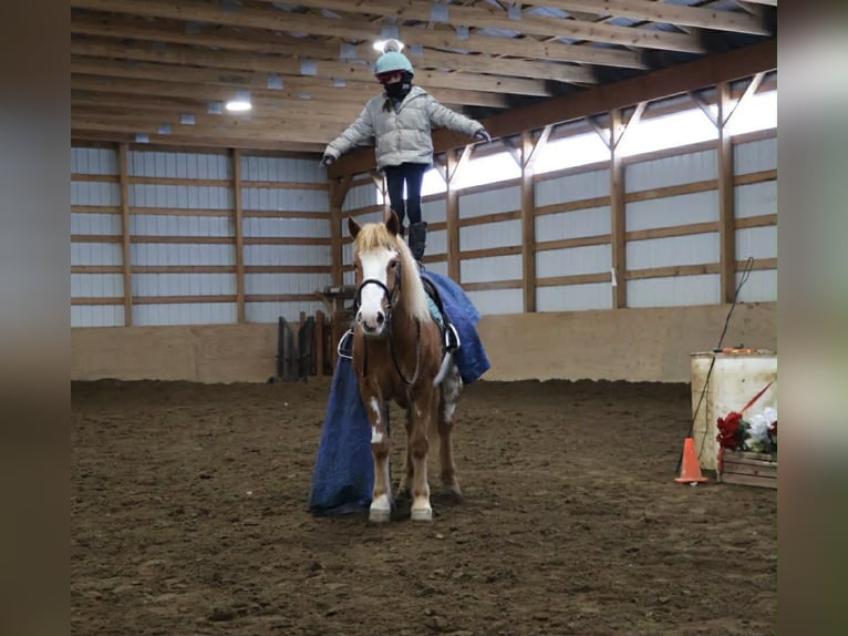 Tinker Stute 4 Jahre 145 cm Schecke in Howell