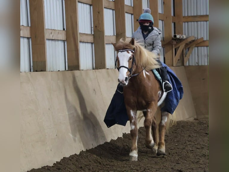 Tinker Stute 4 Jahre 145 cm Schecke in Howell