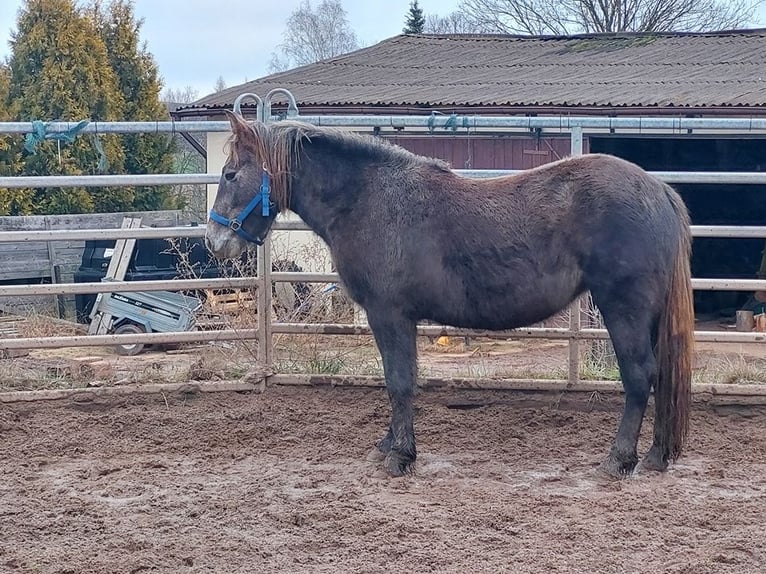 Tinker Mix Stute 4 Jahre 145 cm Schimmel in Wlen