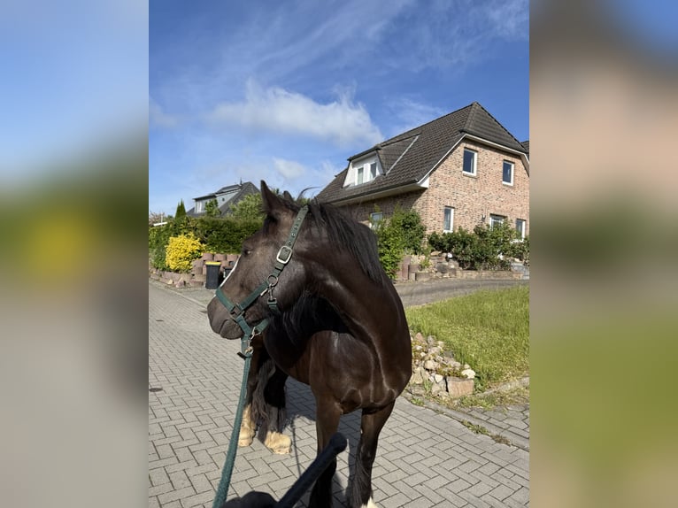 Tinker Mix Stute 4 Jahre 145 cm Schwarzbrauner in Barsb&#xFC;ttel