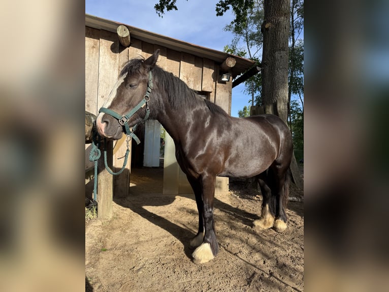 Tinker Mix Stute 4 Jahre 145 cm Schwarzbrauner in Barsb&#xFC;ttel