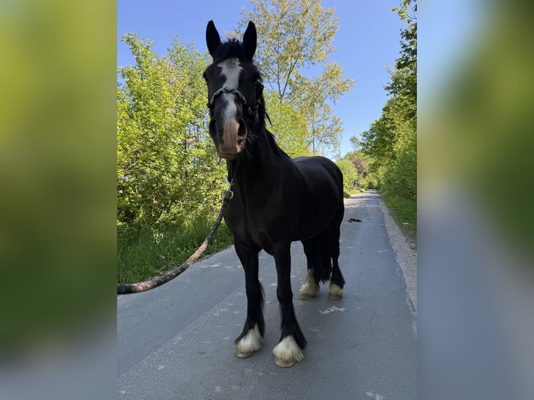 Tinker Mix Stute 4 Jahre 145 cm Schwarzbrauner in Barsb&#xFC;ttel