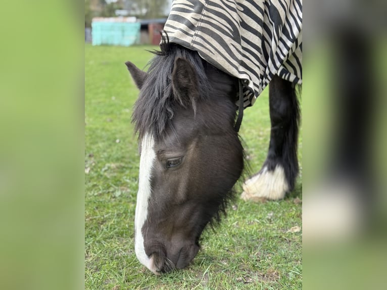 Tinker Mix Stute 4 Jahre 145 cm Schwarzbrauner in Barsb&#xFC;ttel