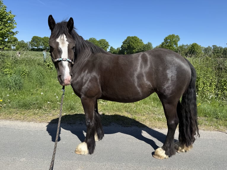 Tinker Mix Stute 4 Jahre 145 cm Schwarzbrauner in Barsb&#xFC;ttel