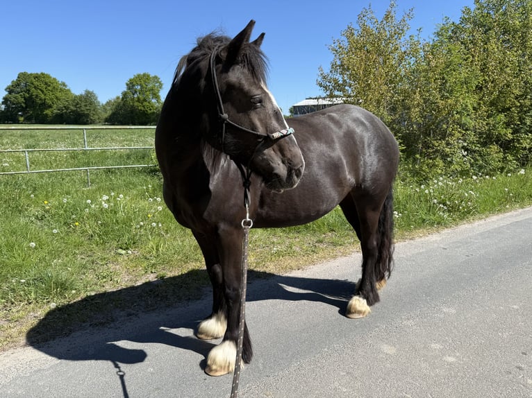 Tinker Mix Stute 4 Jahre 145 cm Schwarzbrauner in Barsb&#xFC;ttel