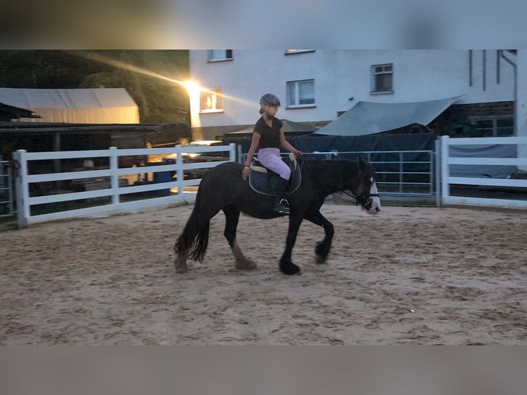 Tinker Stute 4 Jahre 146 cm Dunkelbrauner in Morsbach