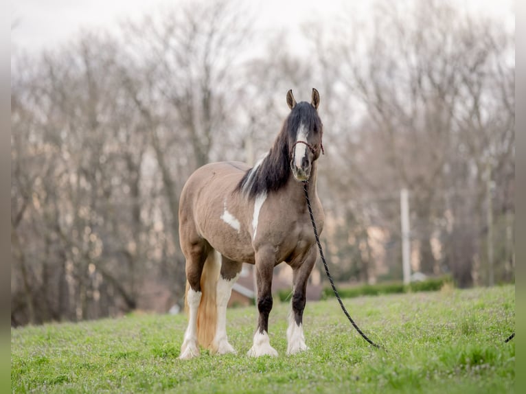Tinker Stute 4 Jahre 147 cm Tobiano-alle-Farben in New Holland, PA