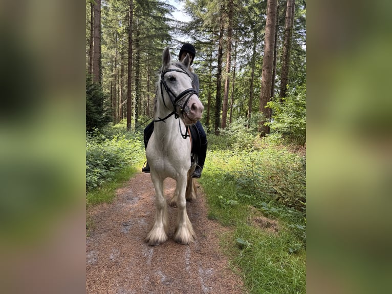 Tinker Stute 4 Jahre 148 cm in Zetel