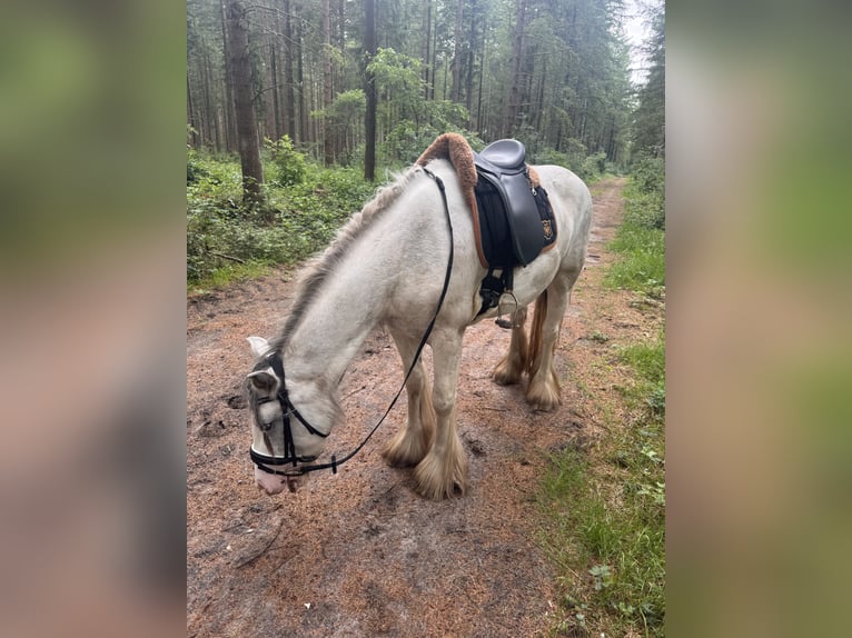 Tinker Stute 4 Jahre 148 cm in Zetel