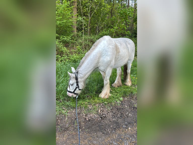 Tinker Stute 4 Jahre 148 cm in Zetel
