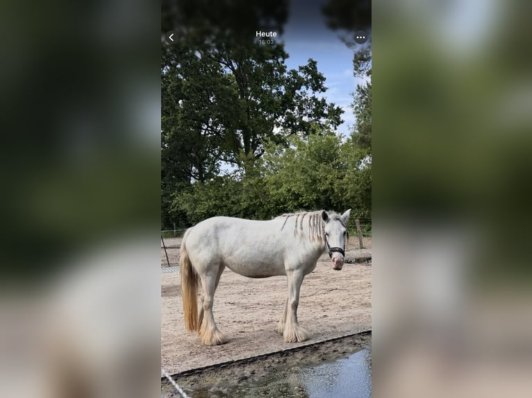 Tinker Stute 4 Jahre 148 cm in Zetel