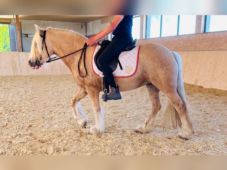 Tinker Stute 4 Jahre 148 cm Palomino in Euskirchen