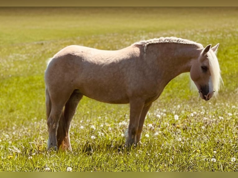 Tinker Stute 4 Jahre 148 cm Palomino in Euskirchen
