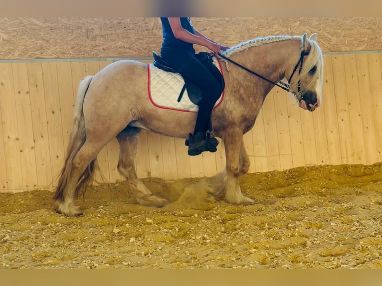 Tinker Stute 4 Jahre 148 cm Palomino in Euskirchen