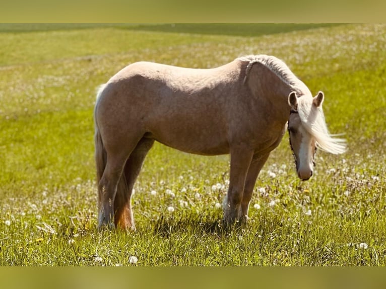 Tinker Stute 4 Jahre 148 cm Palomino in Euskirchen