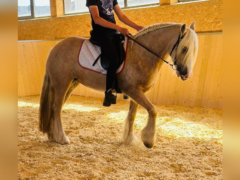Tinker Stute 4 Jahre 148 cm Palomino in Euskirchen
