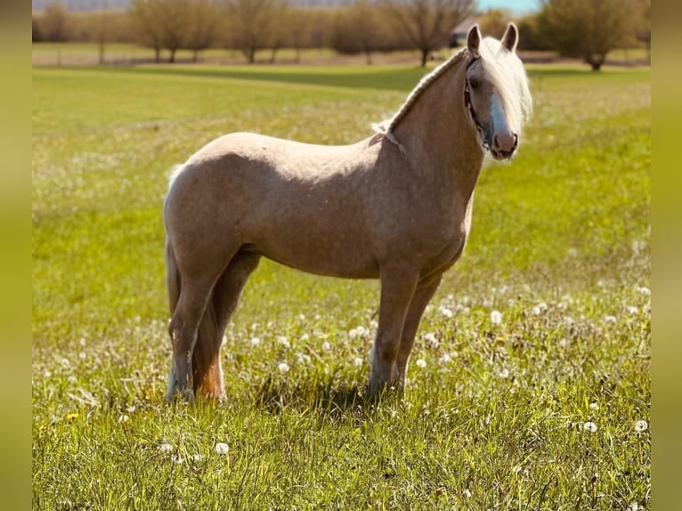 Tinker Stute 4 Jahre 148 cm Palomino in Euskirchen
