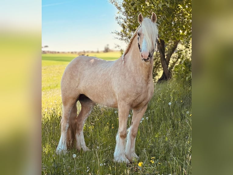 Tinker Stute 4 Jahre 148 cm Palomino in Euskirchen