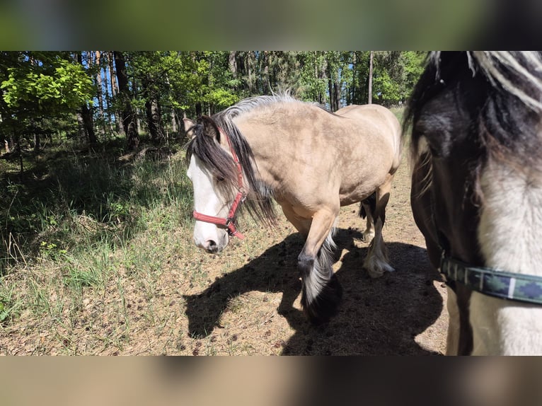 Tinker Stute 4 Jahre 150 cm Buckskin in Wiesenburg