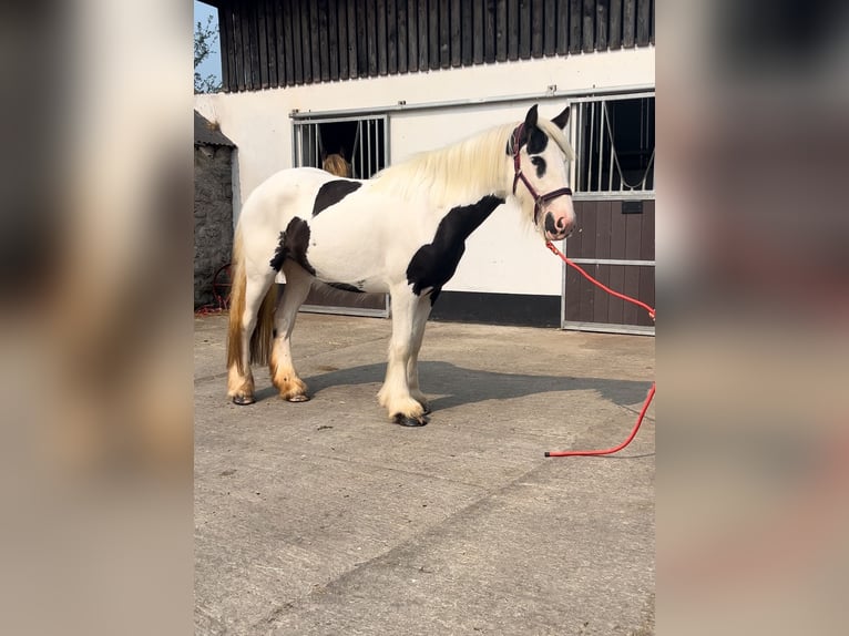 Tinker Stute 4 Jahre 151 cm Schecke in Morsbach