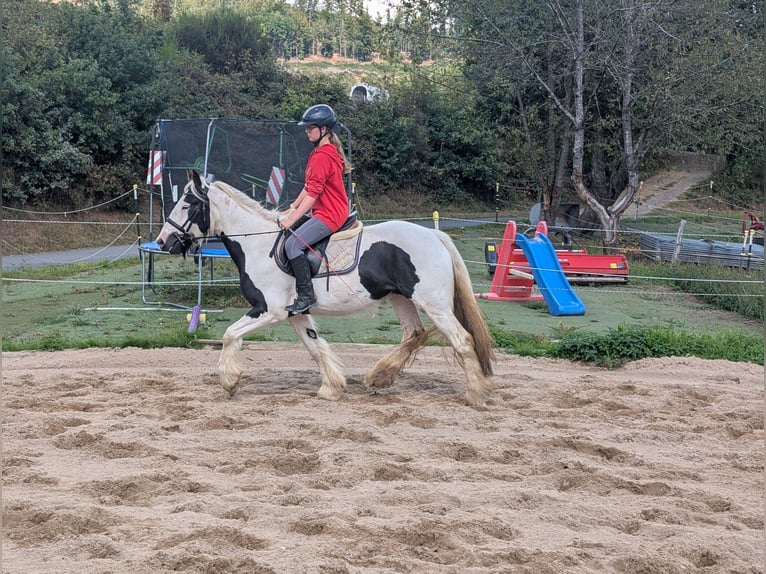 Tinker Stute 4 Jahre 151 cm Schecke in Morsbach