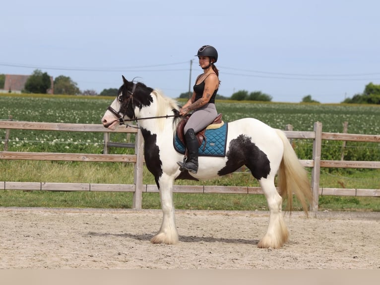 Tinker Stute 4 Jahre 151 cm Schecke in Pepingen