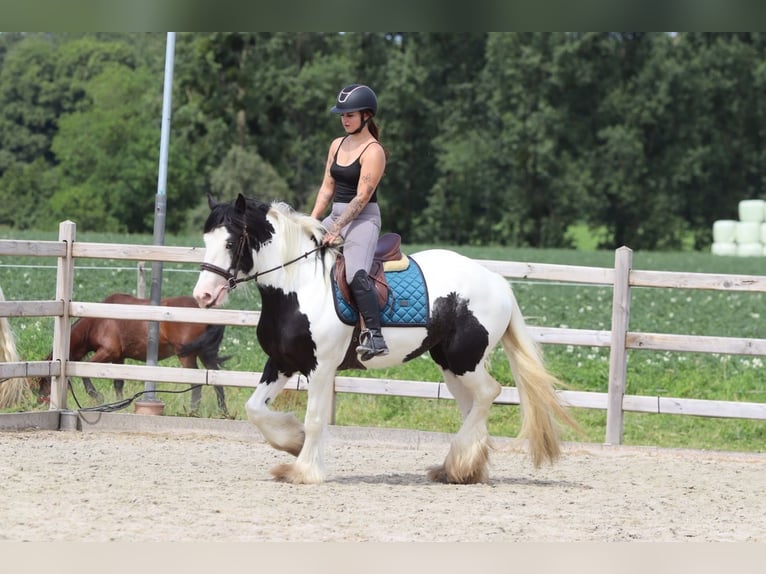 Tinker Stute 4 Jahre 151 cm Schecke in Pepingen