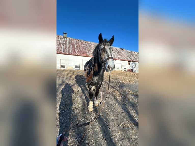Tinker Stute 4 Jahre 152 cm Apfelschimmel in Schwarzenberg/Erzgebirge