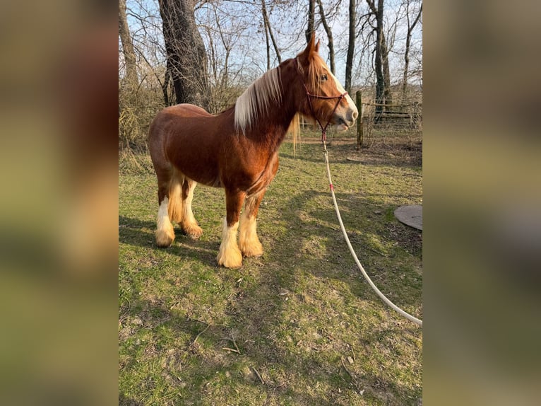 Tinker Stute 4 Jahre 152 cm Hellbrauner in Freiling