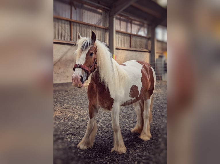 Tinker Stute 4 Jahre 156 cm Schecke in Elsdorf