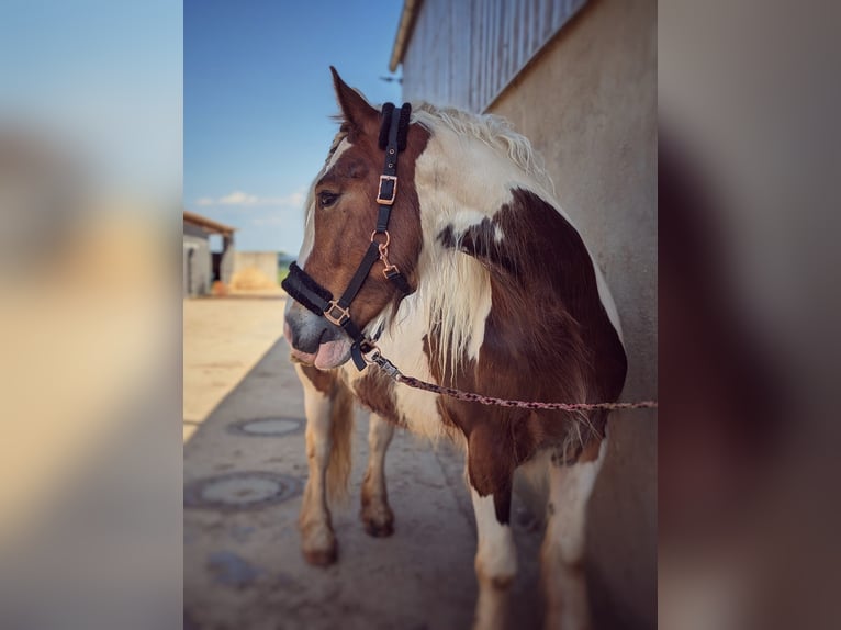 Tinker Stute 4 Jahre 156 cm Schecke in Elsdorf
