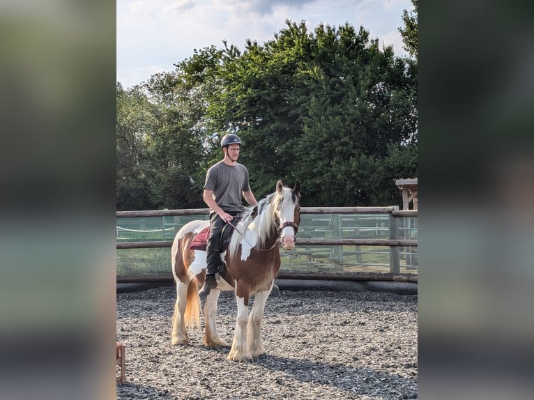 Tinker Stute 4 Jahre 156 cm Schecke in Elsdorf