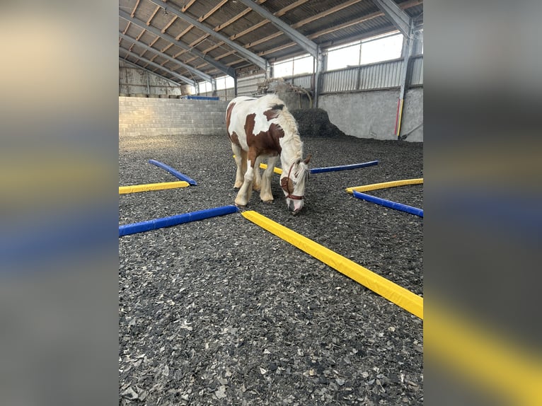 Tinker Stute 4 Jahre 156 cm Schecke in Elsdorf