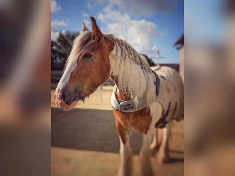 Tinker Stute 4 Jahre 156 cm Schecke in Elsdorf