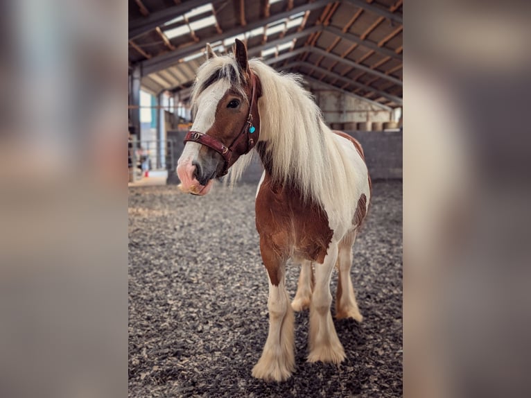 Tinker Stute 4 Jahre 156 cm Schecke in Elsdorf