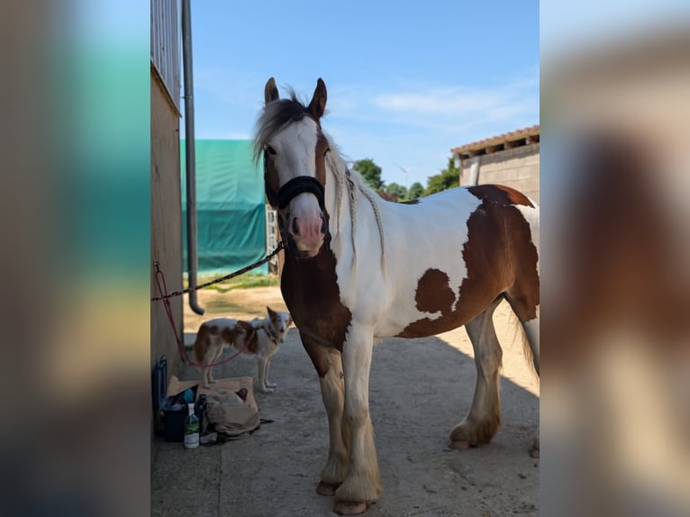 Tinker Stute 4 Jahre 156 cm Schecke in Elsdorf