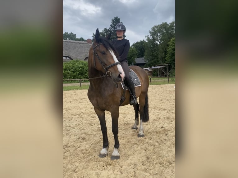 Tinker Mix Stute 4 Jahre 170 cm Dunkelbrauner in Schneverdingen